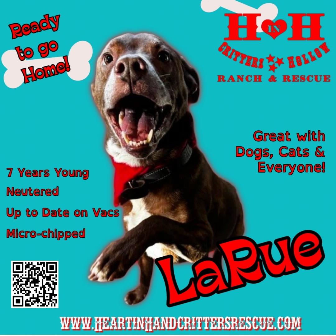 Enlarge LaRue, a ADOPTABLE mixed breed in Stewart, TN image 1/6