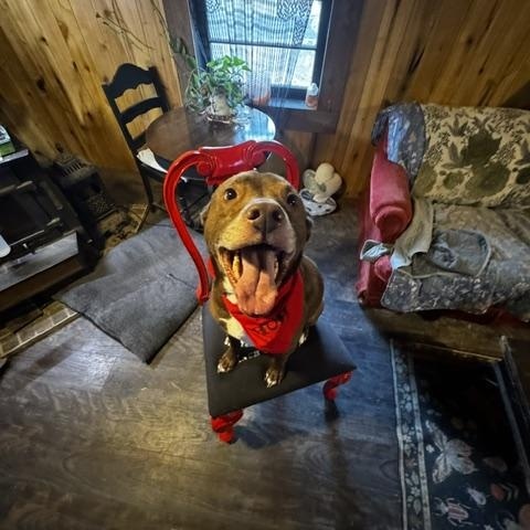 Enlarge LaRue, a ADOPTABLE mixed breed in Stewart, TN image 5/6