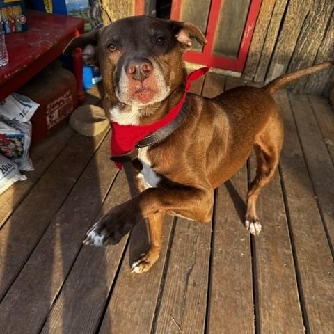 Enlarge LaRue, a ADOPTABLE mixed breed in Stewart, TN image 6/6