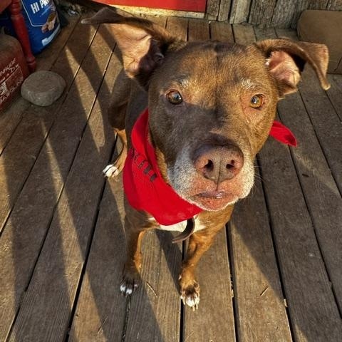 Enlarge LaRue, a ADOPTABLE mixed breed in Stewart, TN image 4/6