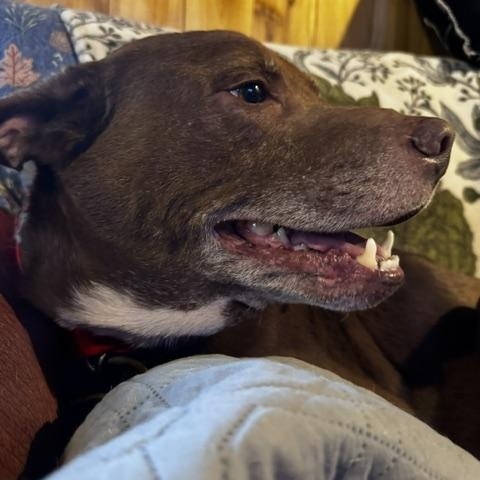 Enlarge LaRue, a ADOPTABLE mixed breed in Stewart, TN image 2/6