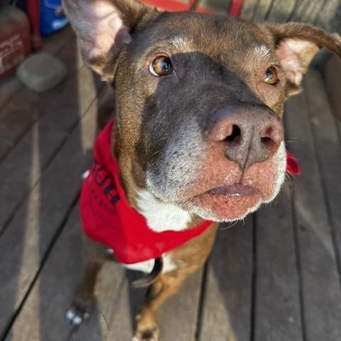 Enlarge LaRue, a ADOPTABLE mixed breed in Stewart, TN image 3/6