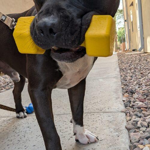 Teddy, Adoptable, Puppy Male American Staffordshire Terrier & Mixed Breed.