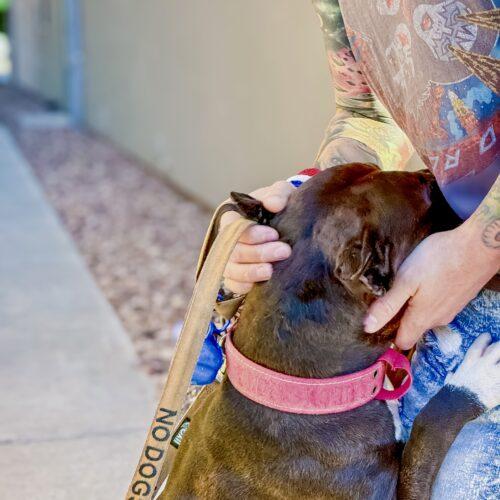 Enlarge Teddy, a Adoptable mixed breed in Glendale, AZ image 2/3