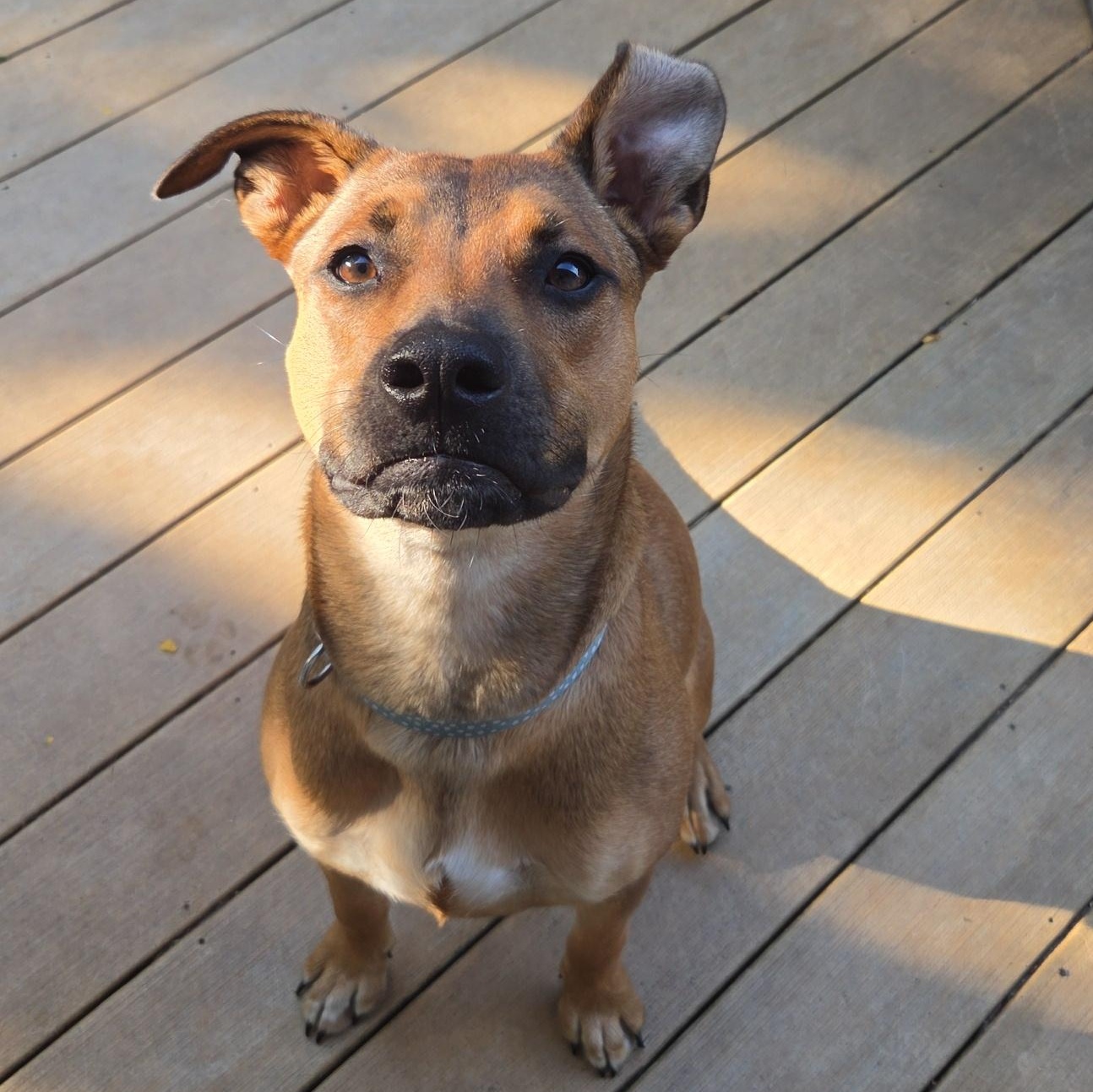 Rosie - photo 3