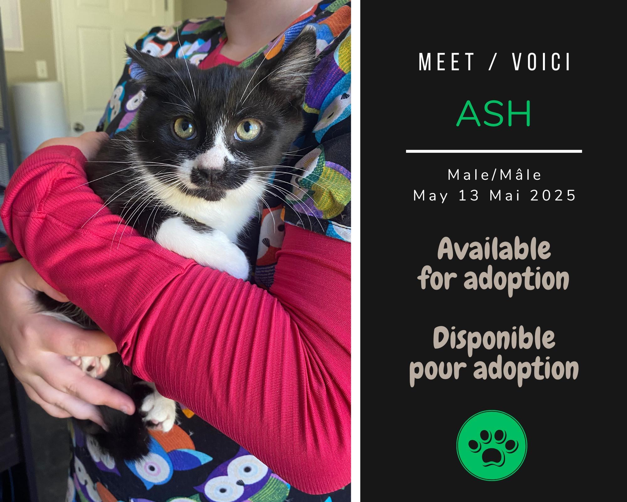 Ash, Adoptable, Young Male Domestic Long Hair.