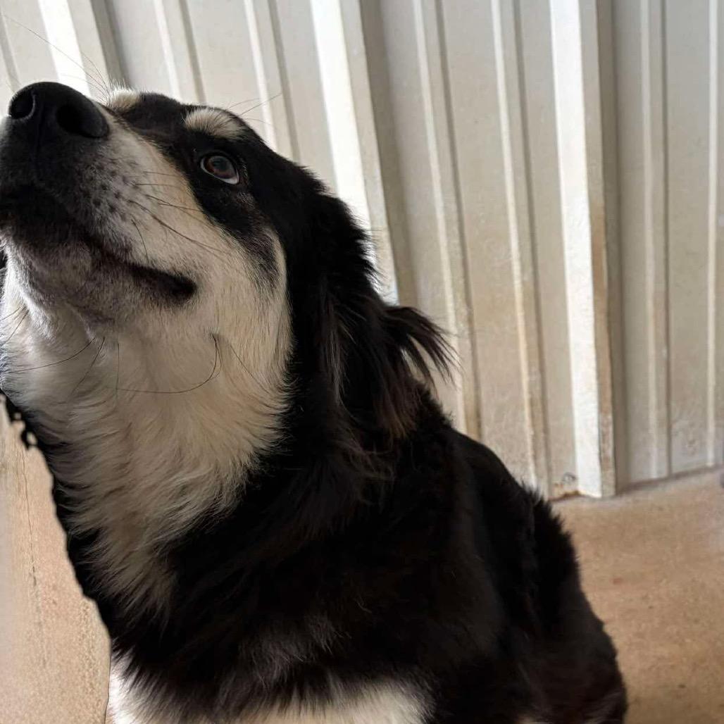 Enlarge Tessa, a Adoptable Mixed Breed in Oxford, ME image 1/2