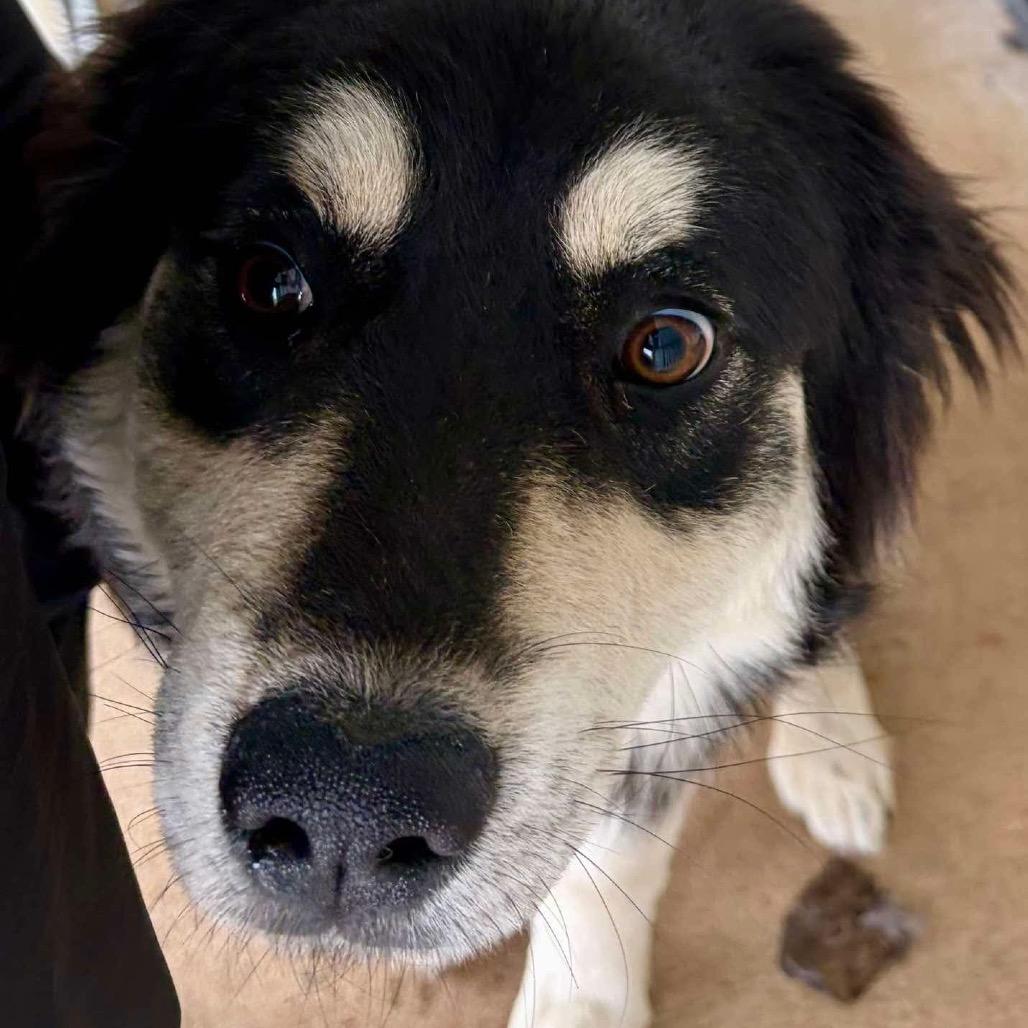 Enlarge Tessa, a Adoptable Mixed Breed in Oxford, ME image 2/2