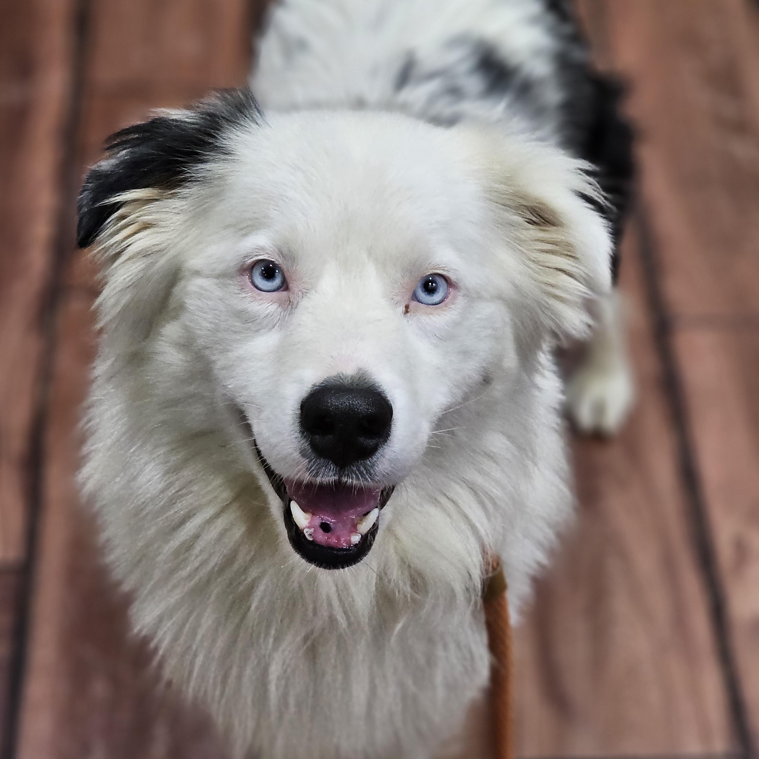 Loki, a ADOPTABLE Australian Shepherd in O Fallon, IL image 1/4