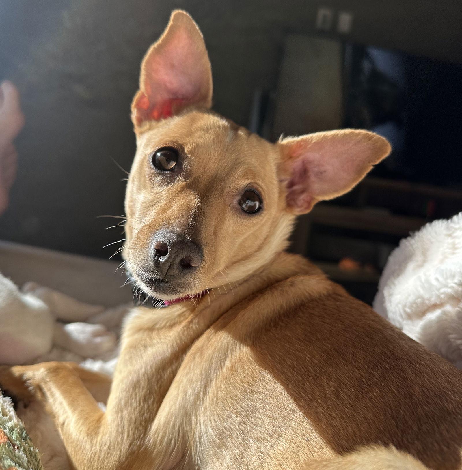 Enlarge Maggie, a Adoptable Chihuahua in Brooklyn Center, MN image 2/3