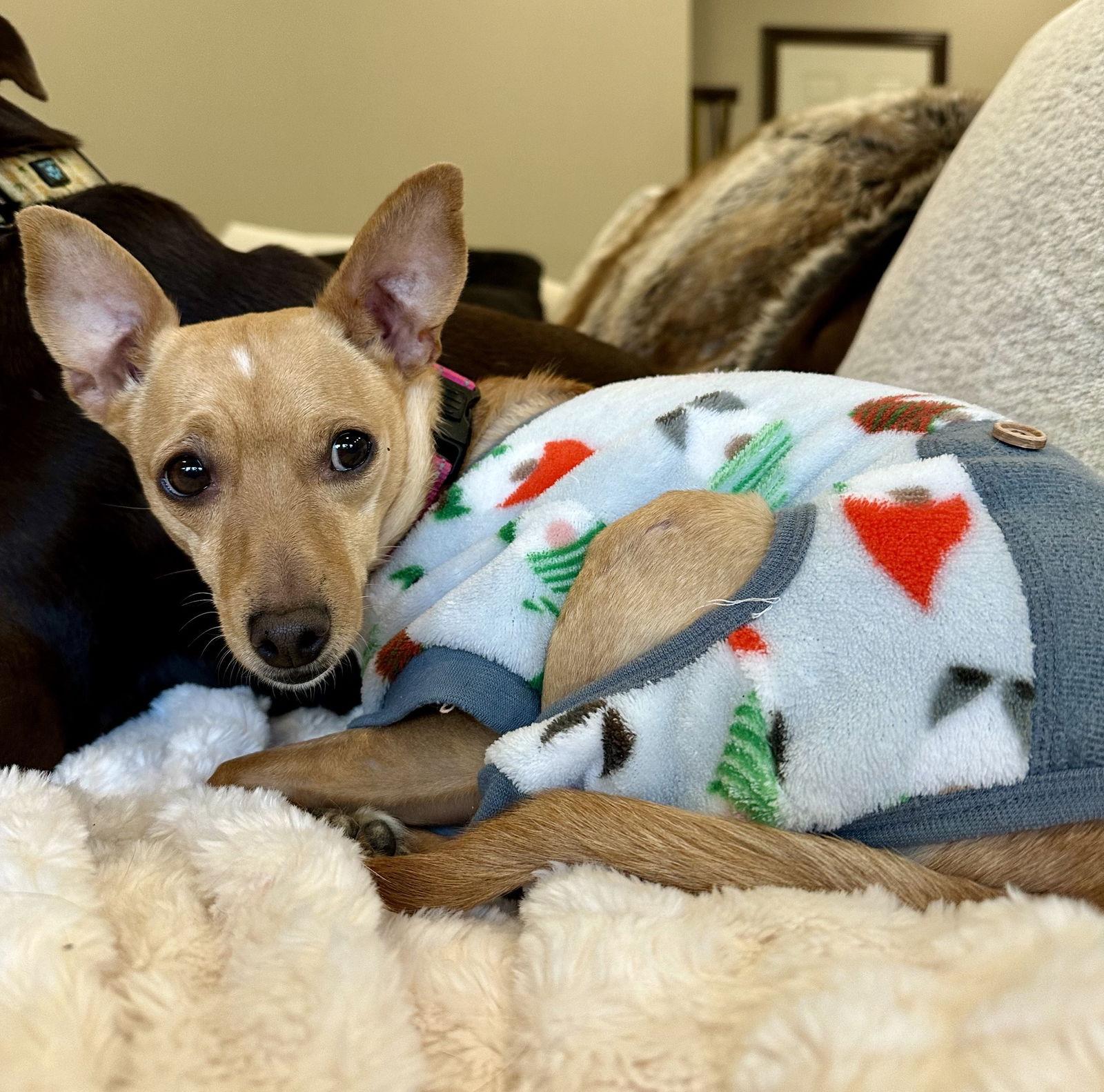 Enlarge Maggie, a Adoptable Chihuahua in Brooklyn Center, MN image 3/3