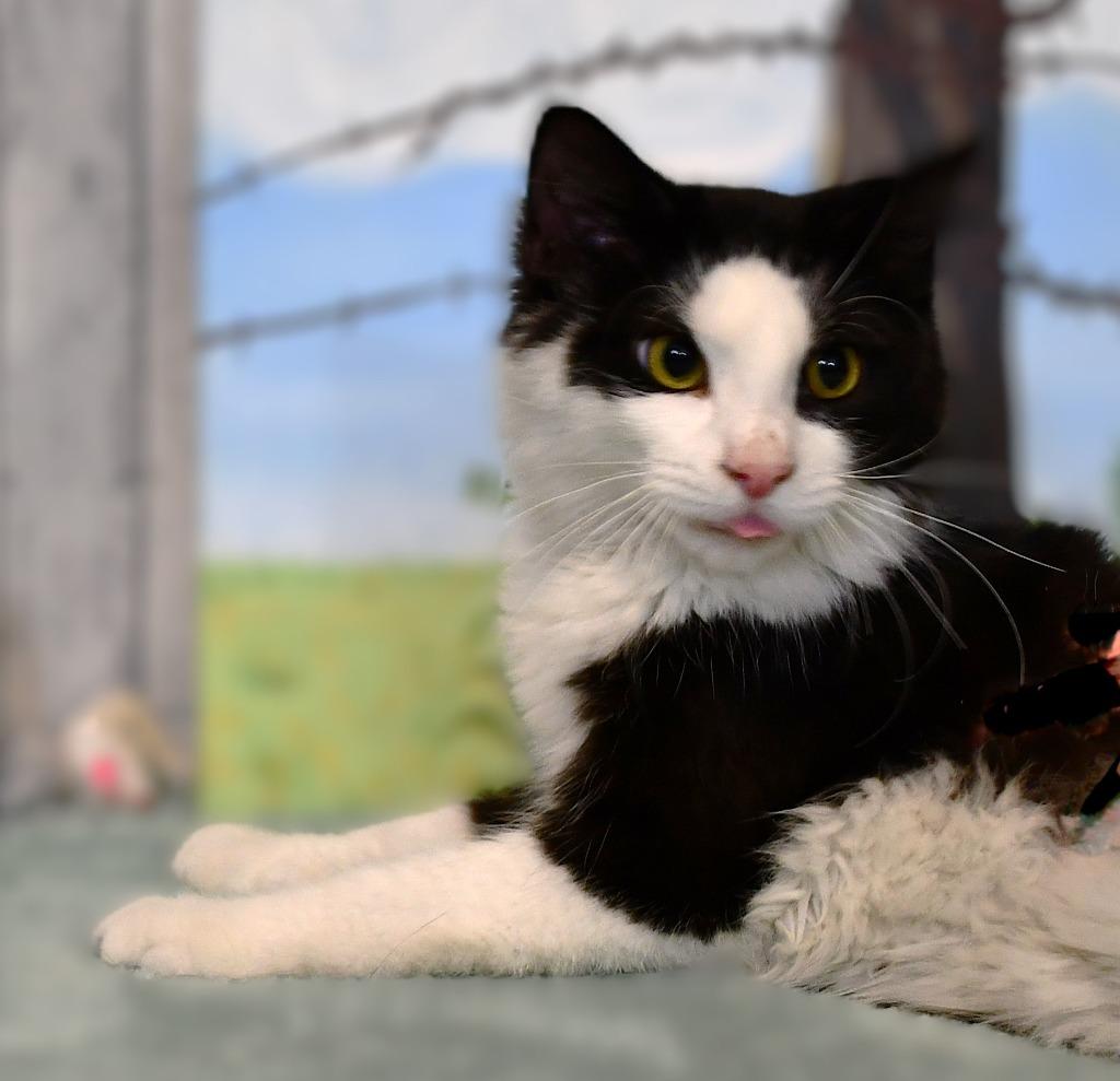 Enlarge Spencer, a Adoptable mixed breed in Roanoke, TX image 1/3