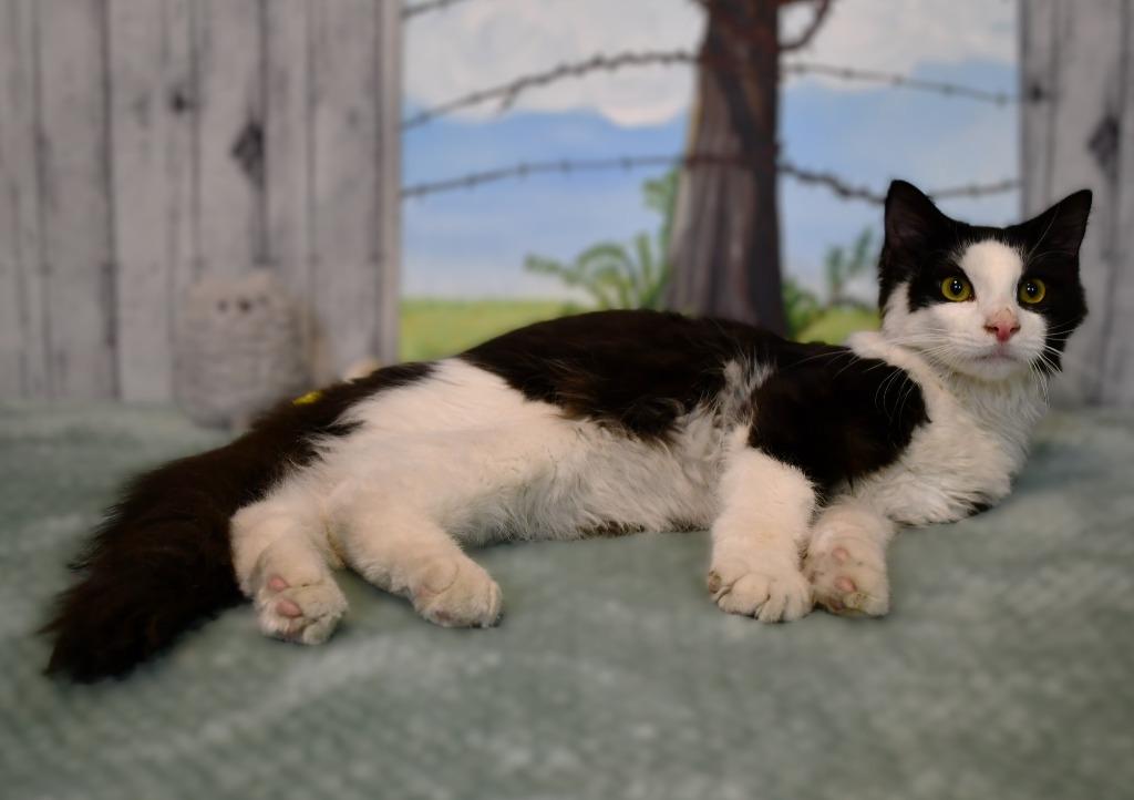 Enlarge Spencer, a Adoptable mixed breed in Roanoke, TX image 2/3