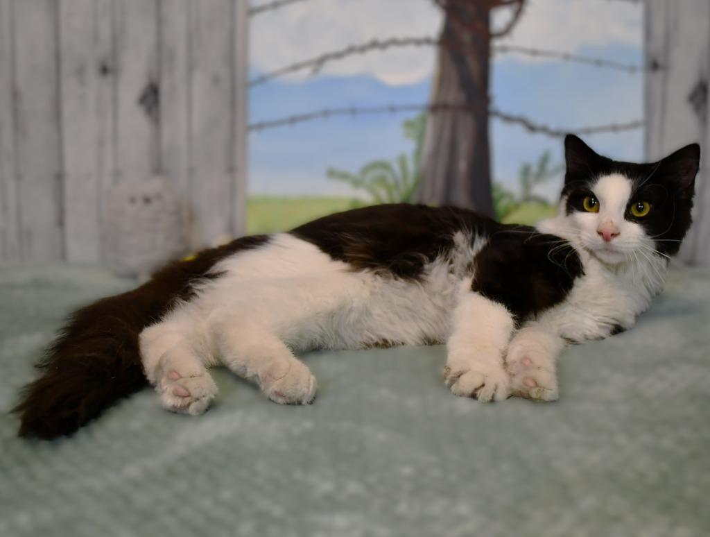 Enlarge Spencer, a Adoptable mixed breed in Roanoke, TX image 3/3