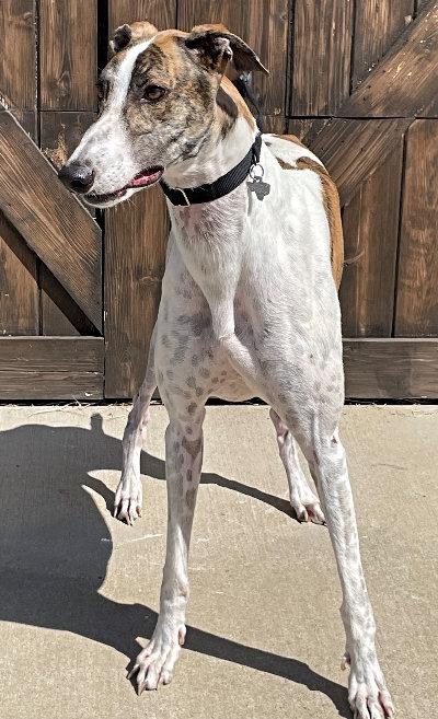 Colt (aka Deadlyskills), a Adoptable Greyhound in Dallas, TX image 1/2