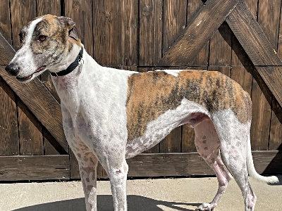 Colt (aka Deadlyskills), a Adoptable Greyhound in Dallas, TX image 2/2