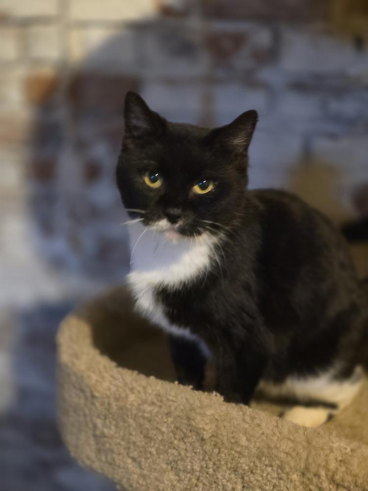 Sundae      WC, Adoptable, Young Female Domestic Short Hair.