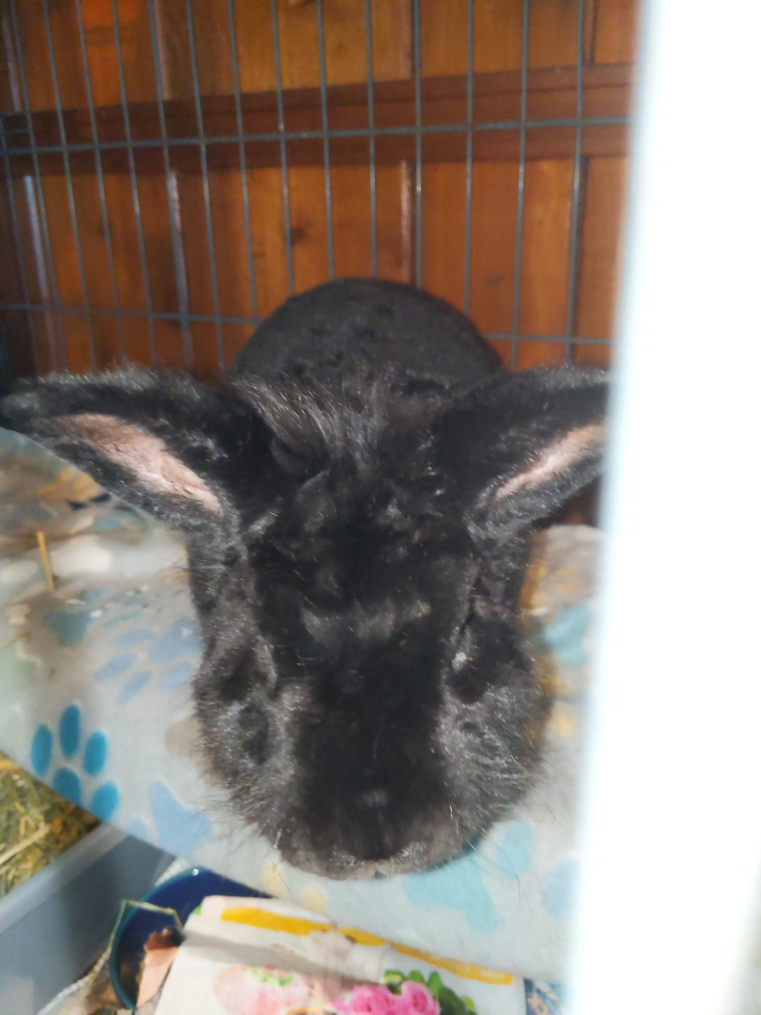 Enlarge Bear Pierre, a Adoptable mixed breed in Atlanta, GA image 4/6