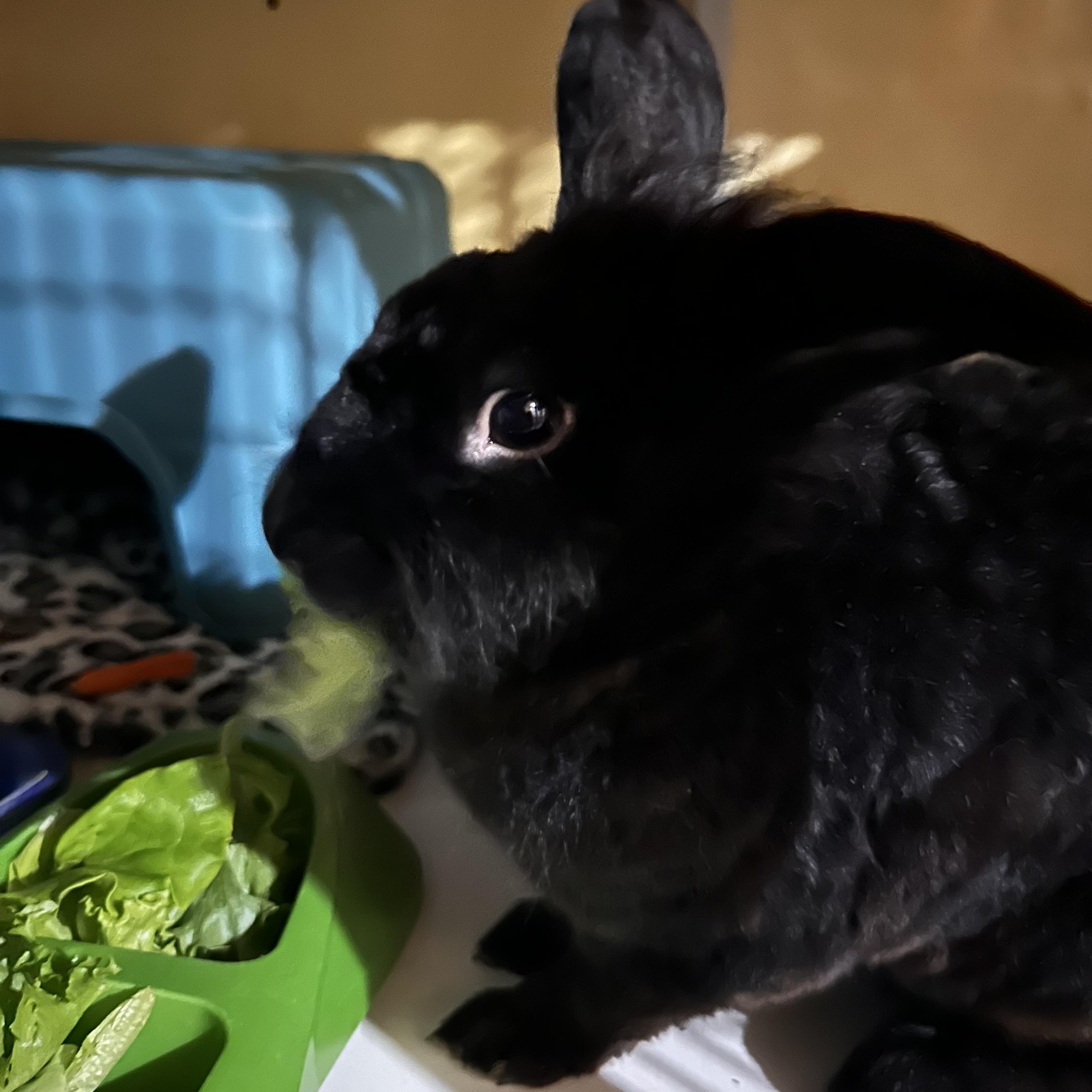 Enlarge Bear Pierre, a Adoptable mixed breed in Atlanta, GA image 3/6