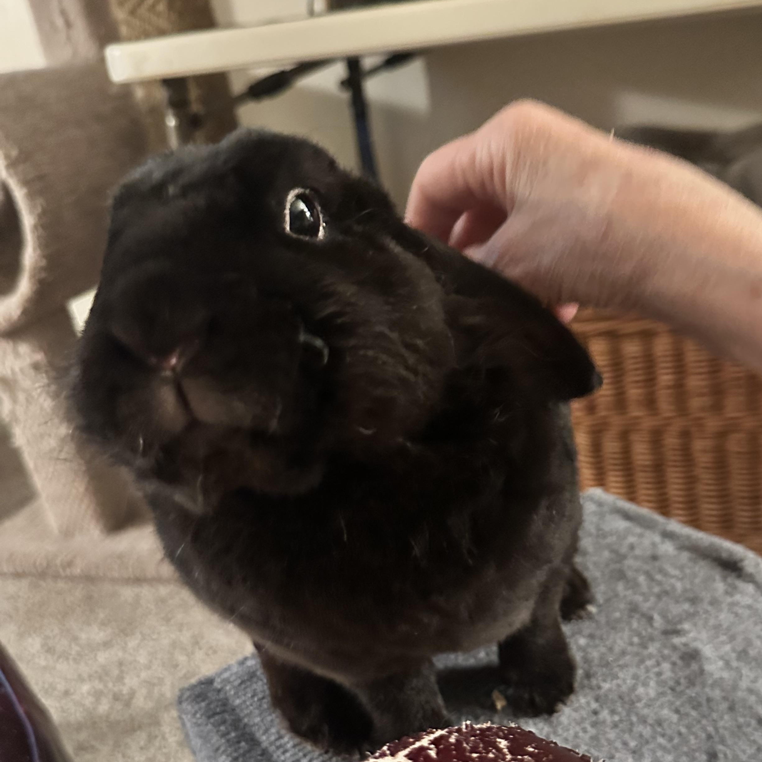 Bear Pierre, Adoptable, Adult Male Bunny Rabbit.