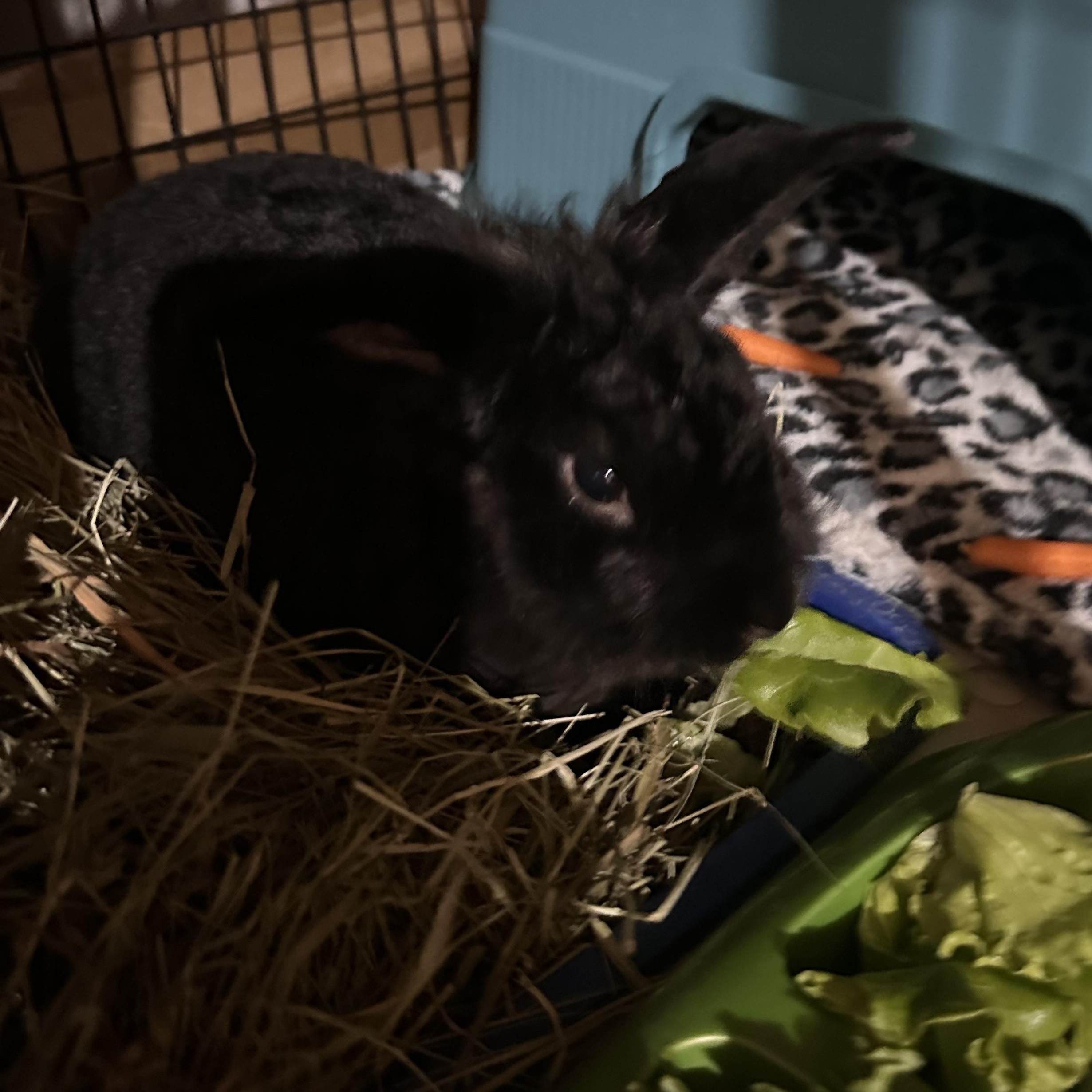 Enlarge Bear Pierre, a Adoptable mixed breed in Atlanta, GA image 2/6