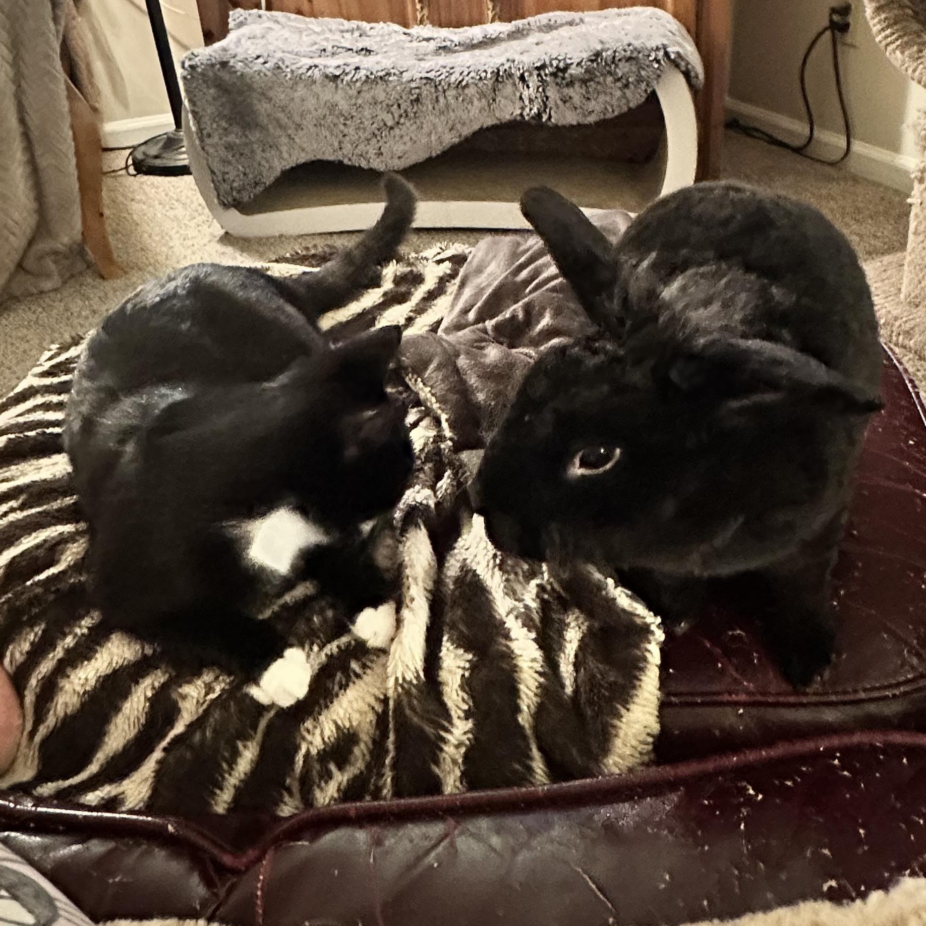 Enlarge Bear Pierre, a Adoptable mixed breed in Atlanta, GA image 6/6