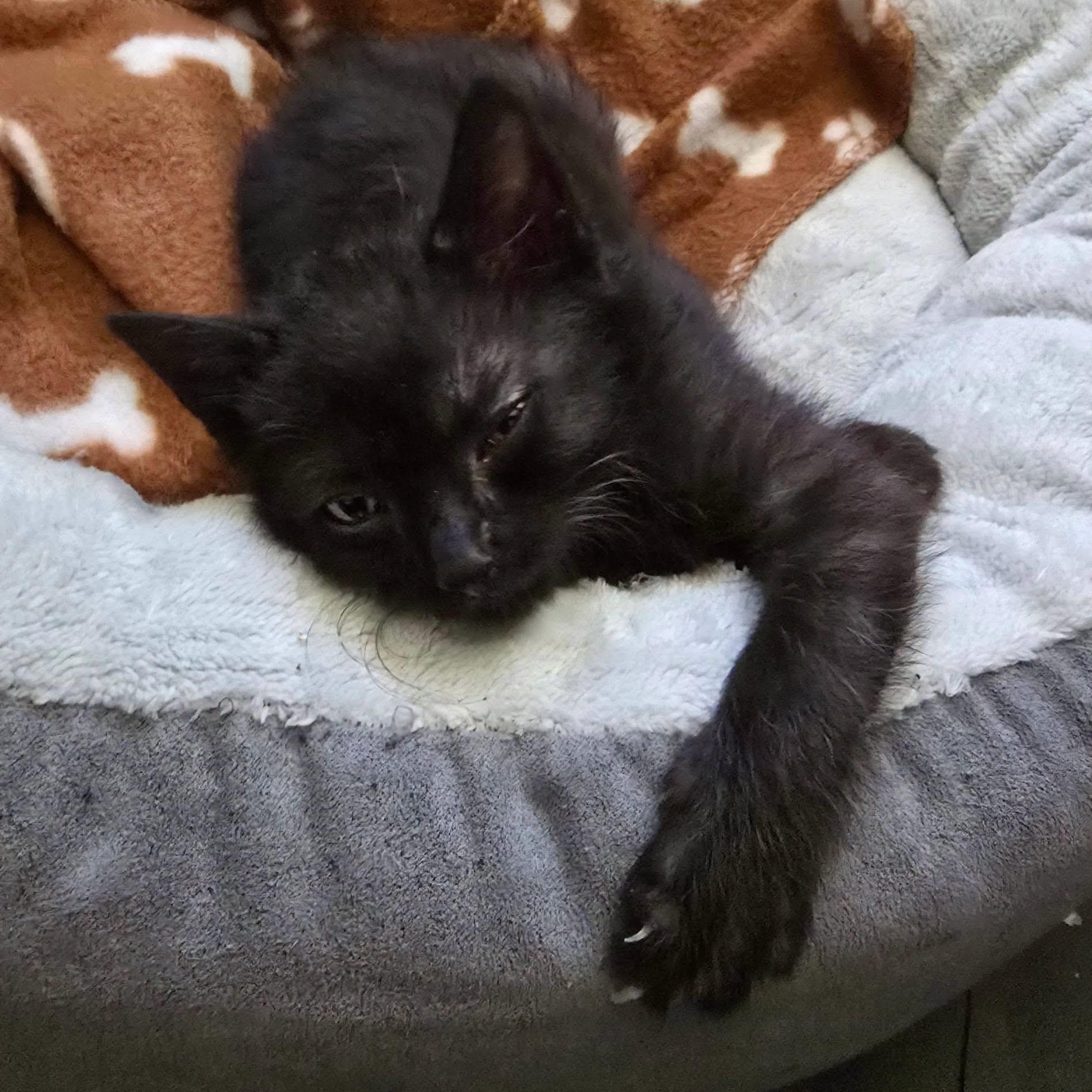 Crumble, Adoptable, Kitten Female American Shorthair.