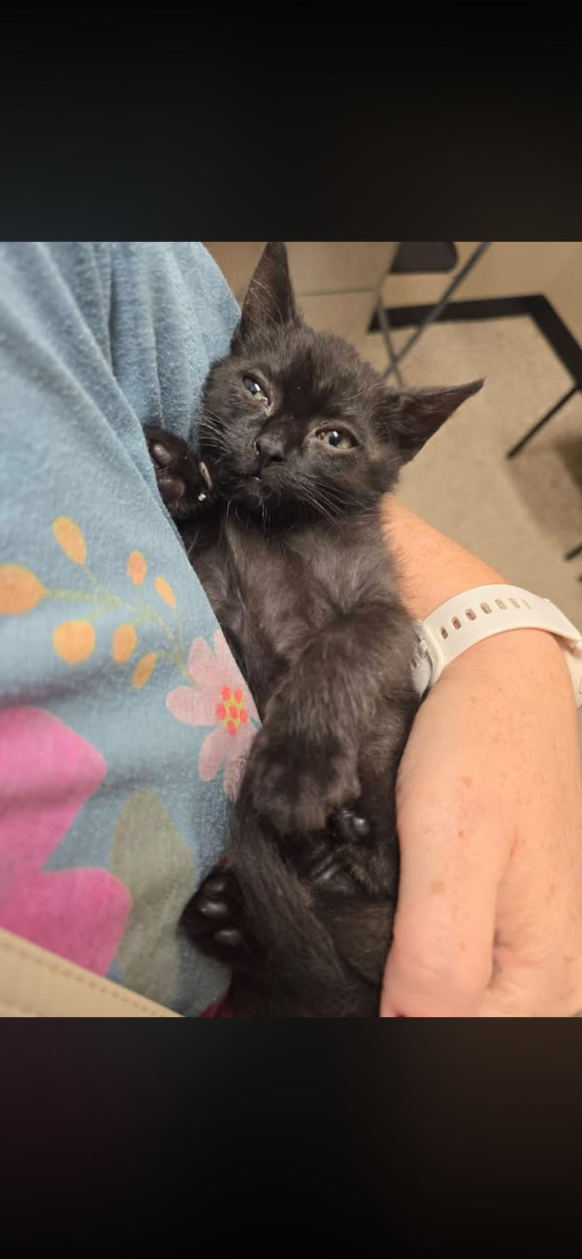 Enlarge Crumble, a Adoptable mixed breed in Midland, MI image 1/5
