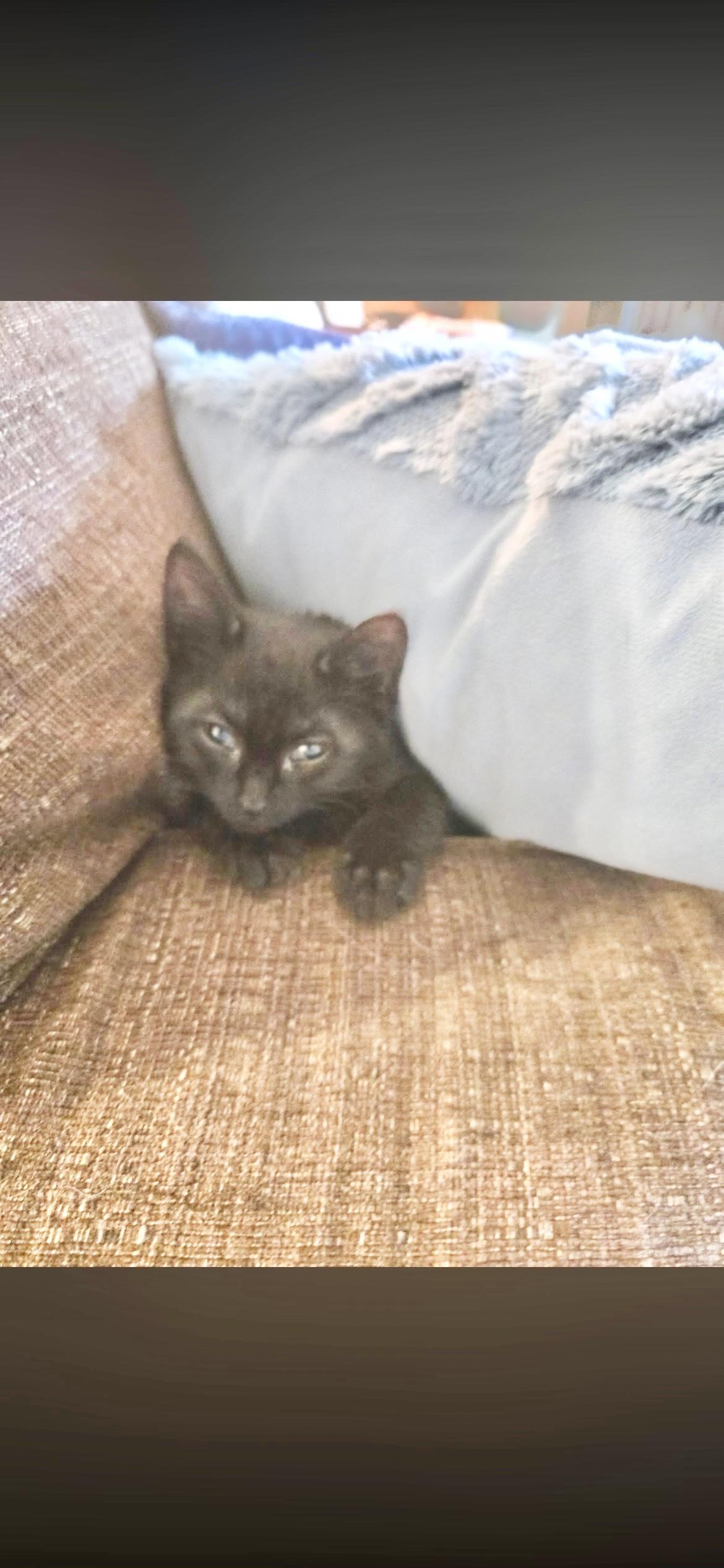 Enlarge Crumble, a Adoptable mixed breed in Midland, MI image 2/5