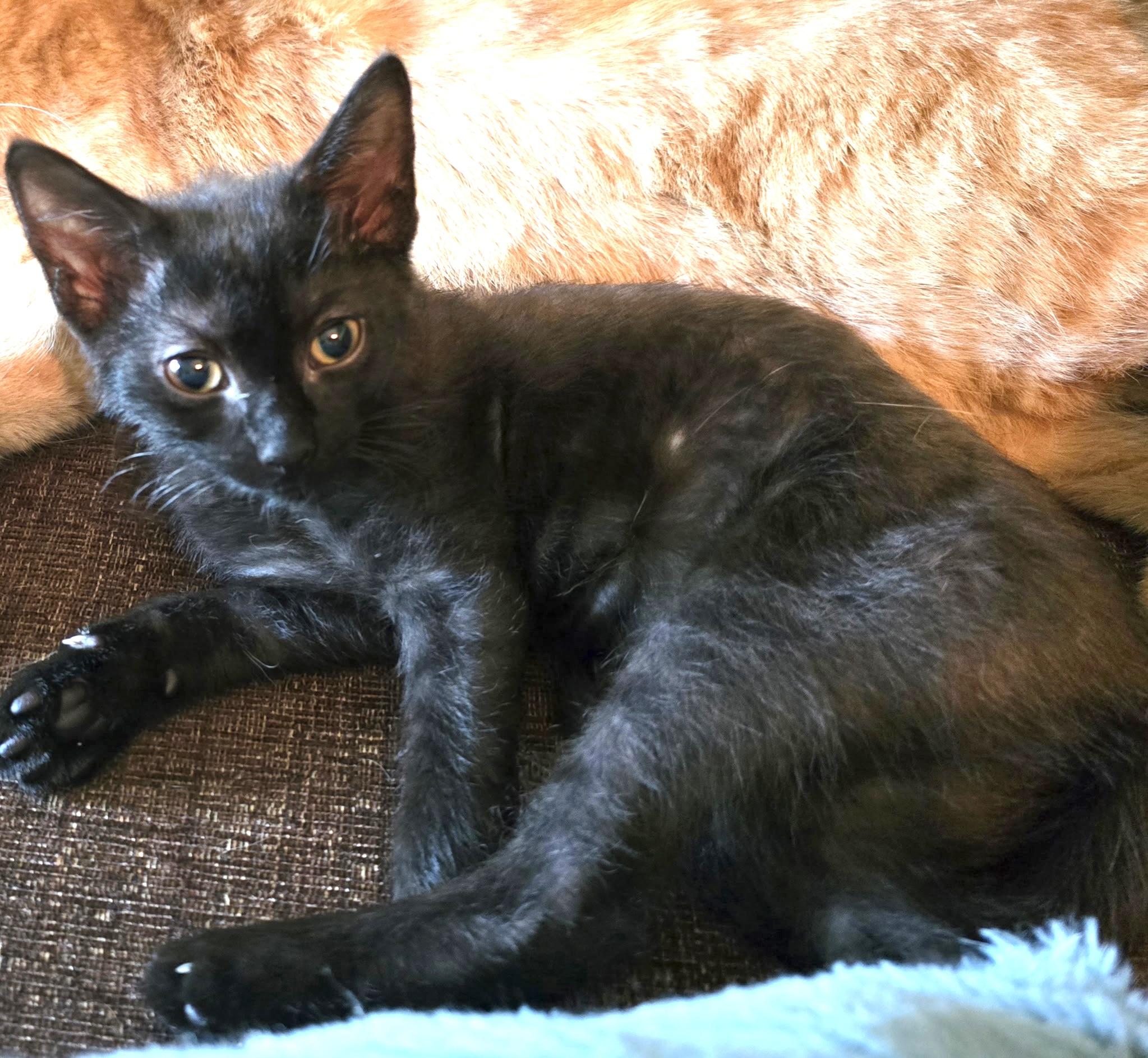 Enlarge Crumble, a Adoptable mixed breed in Midland, MI image 4/5