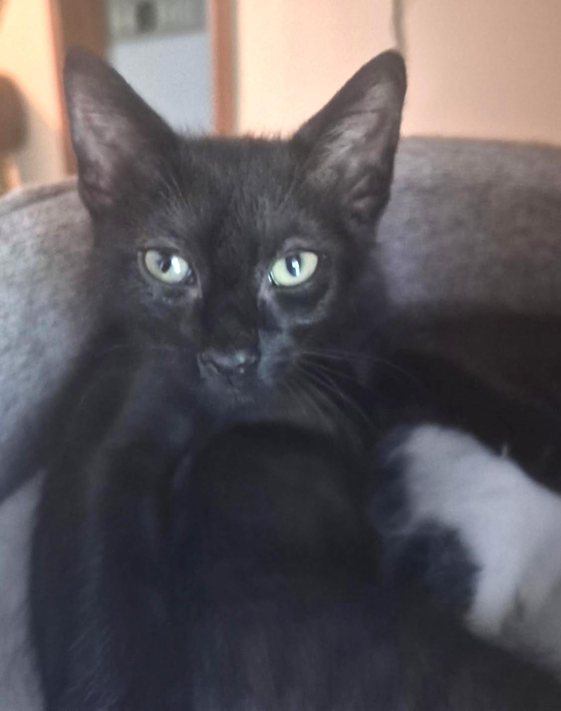 Enlarge Crumble, a Adoptable mixed breed in Midland, MI image 5/5