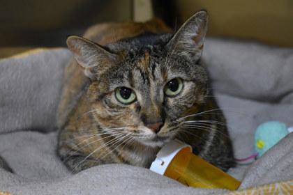 Venus, Adoptable, Adult Female Domestic Short Hair & Domestic Short Hair.