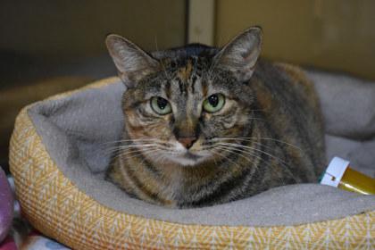 Venus, a Adoptable mixed breed in Kansas City, MO image 2/2