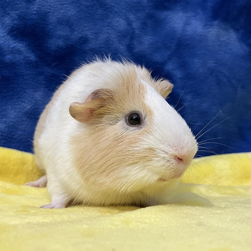 Enlarge Percy (bonded with Rupert), a Adoptable mixed breed in Decatur, GA image 1/4