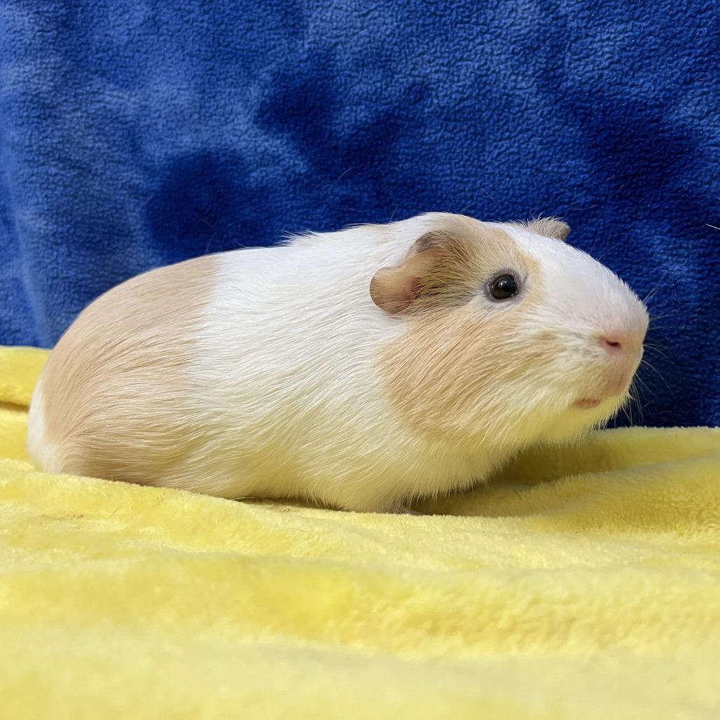 Enlarge Percy (bonded with Rupert), a Adoptable mixed breed in Decatur, GA image 2/4