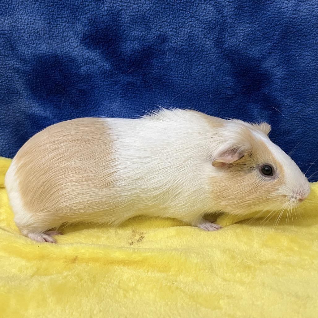 Enlarge Percy (bonded with Rupert), a Adoptable mixed breed in Decatur, GA image 3/4