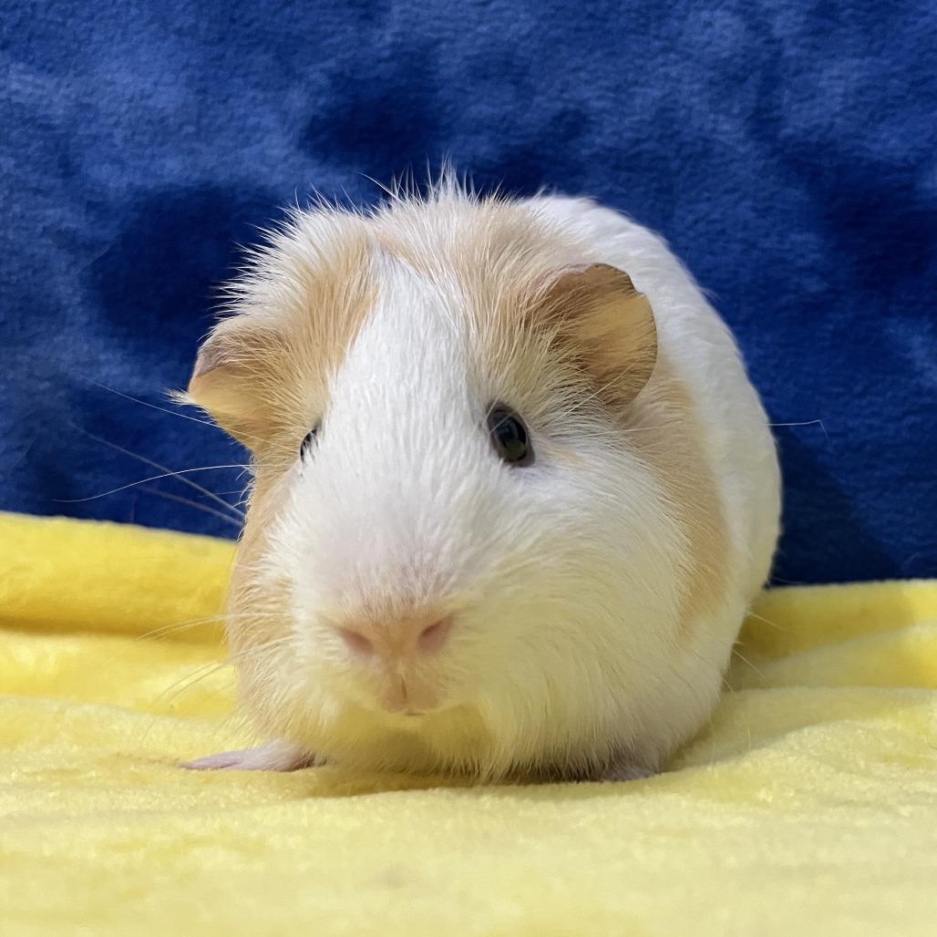 Enlarge Percy (bonded with Rupert), a Adoptable mixed breed in Decatur, GA image 4/4