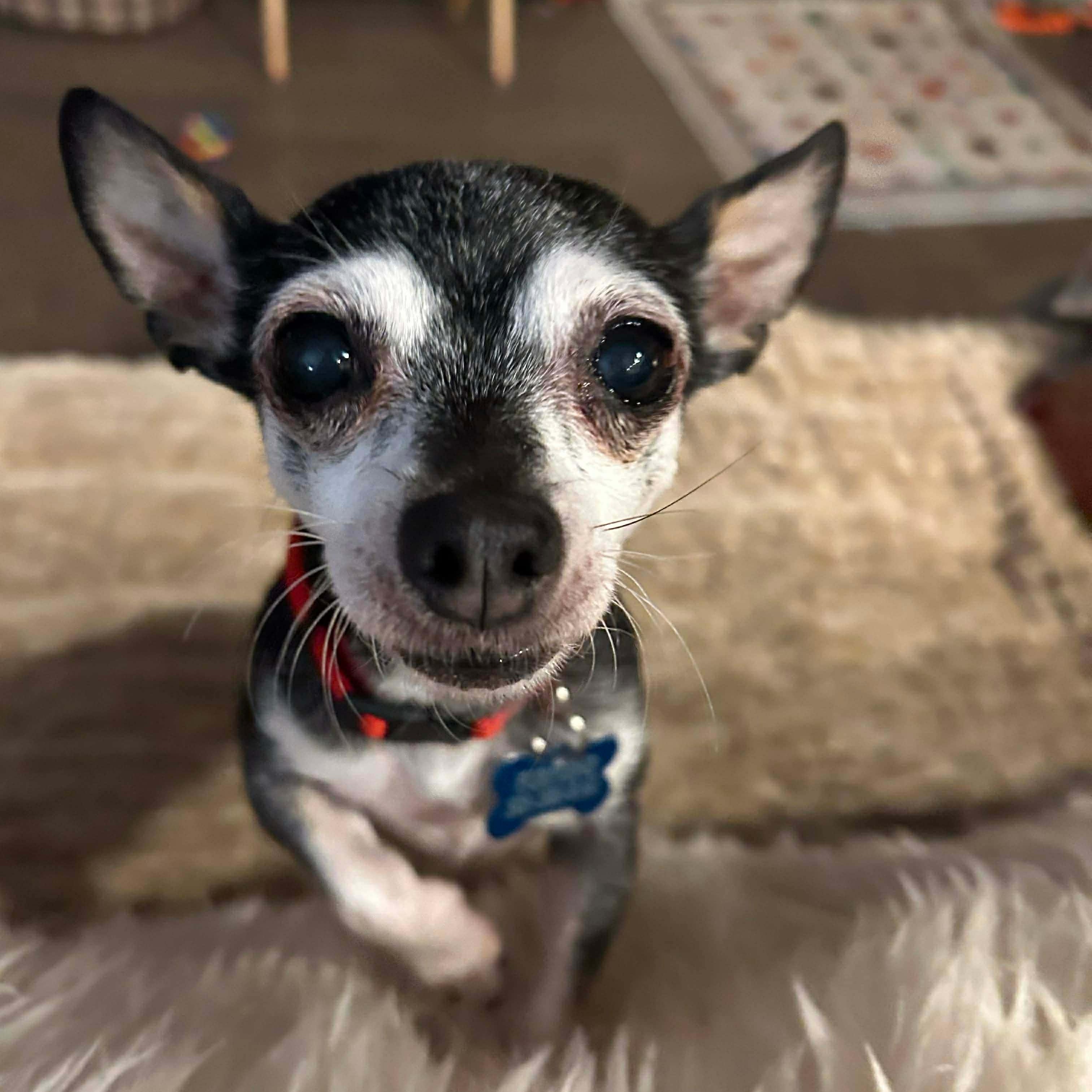 Sophia, ADOPTABLE, Adult Female Chihuahua.