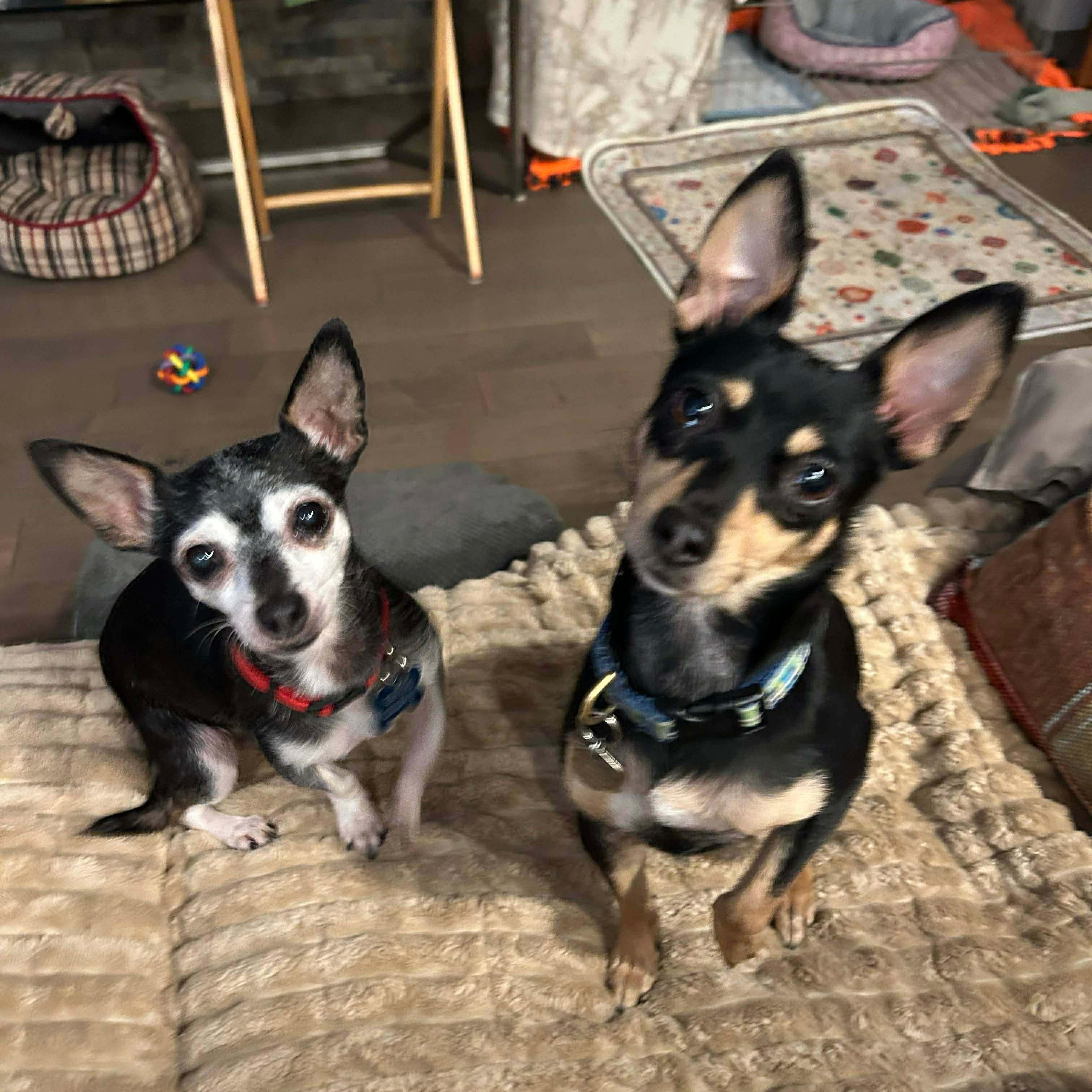 Enlarge Sophia, a ADOPTABLE Chihuahua in Saint Helens, OR image 3/5
