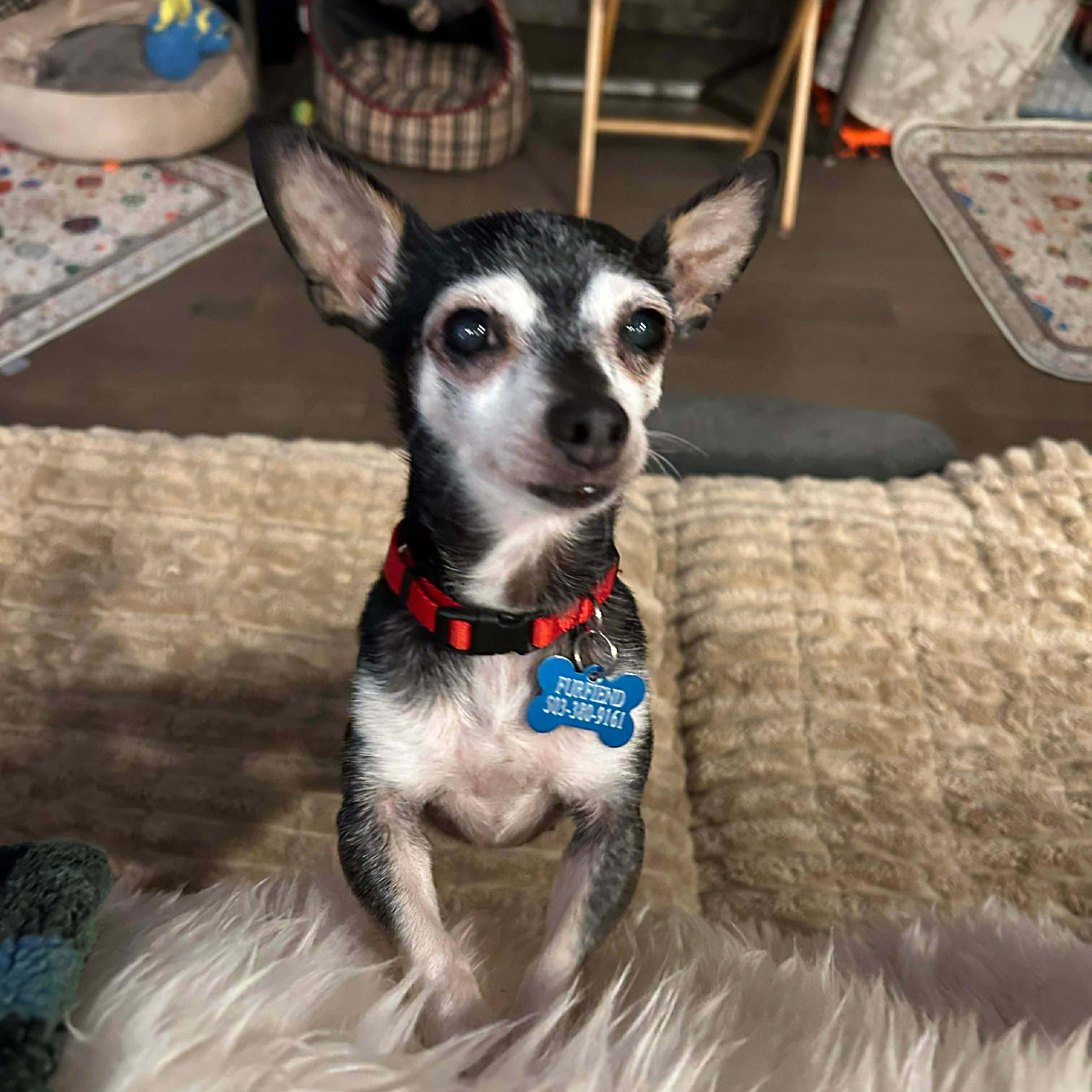Enlarge Sophia, a ADOPTABLE Chihuahua in Saint Helens, OR image 2/5