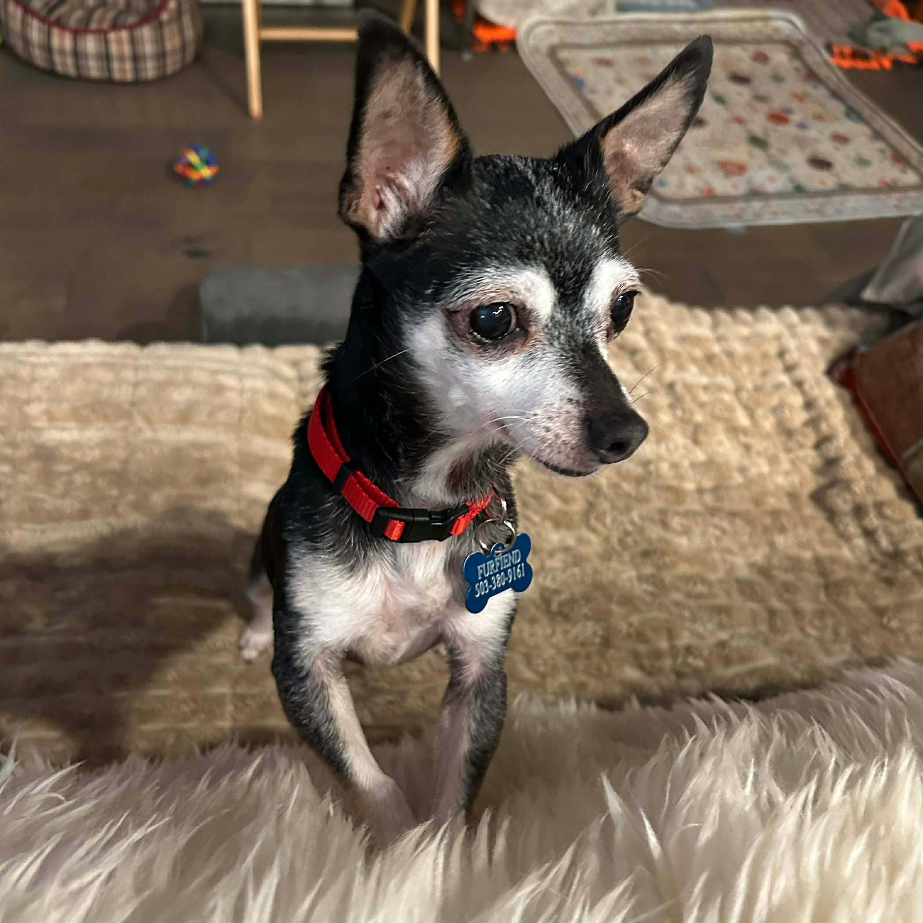Enlarge Sophia, a ADOPTABLE Chihuahua in Saint Helens, OR image 5/5