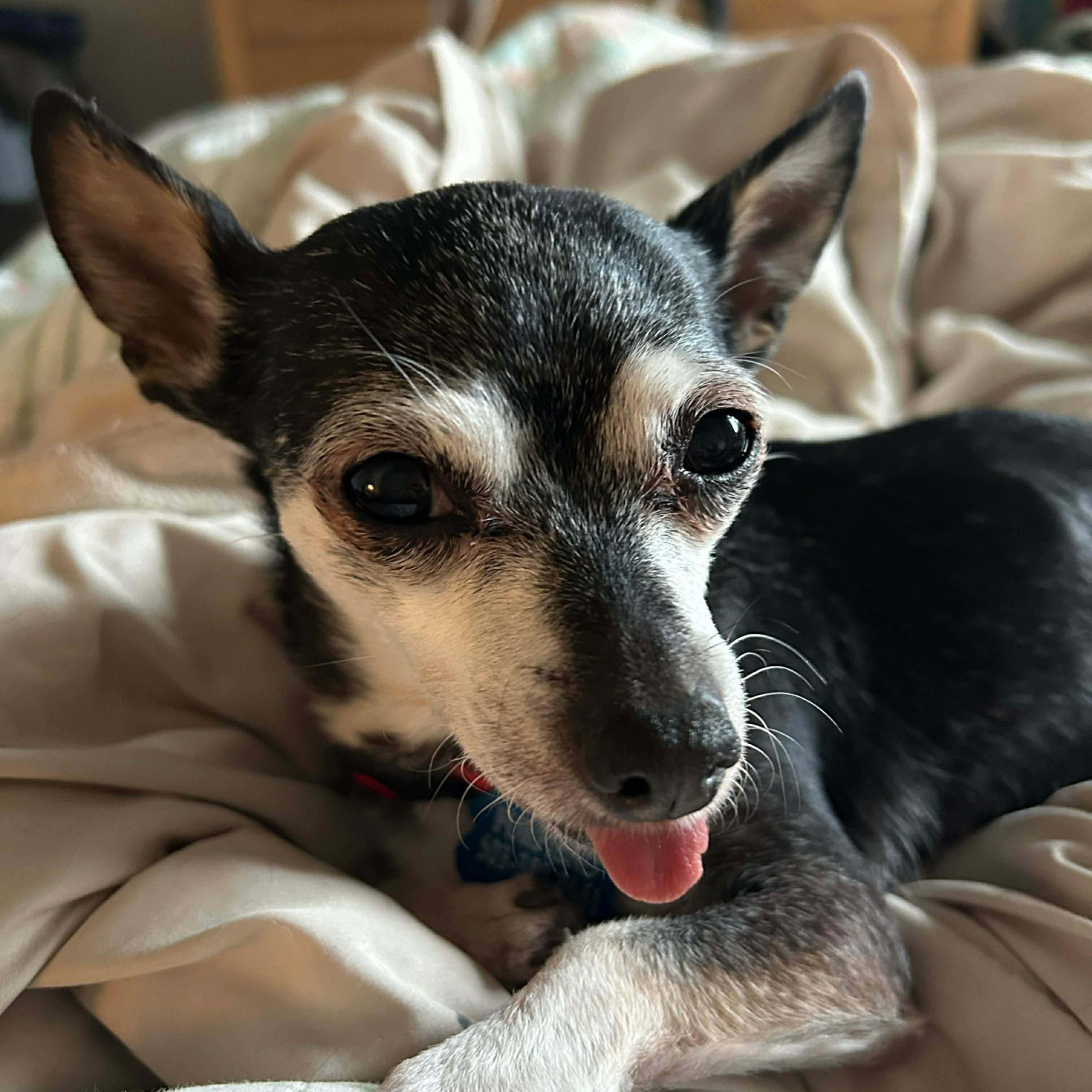 Enlarge Sophia, a ADOPTABLE Chihuahua in Saint Helens, OR image 4/5