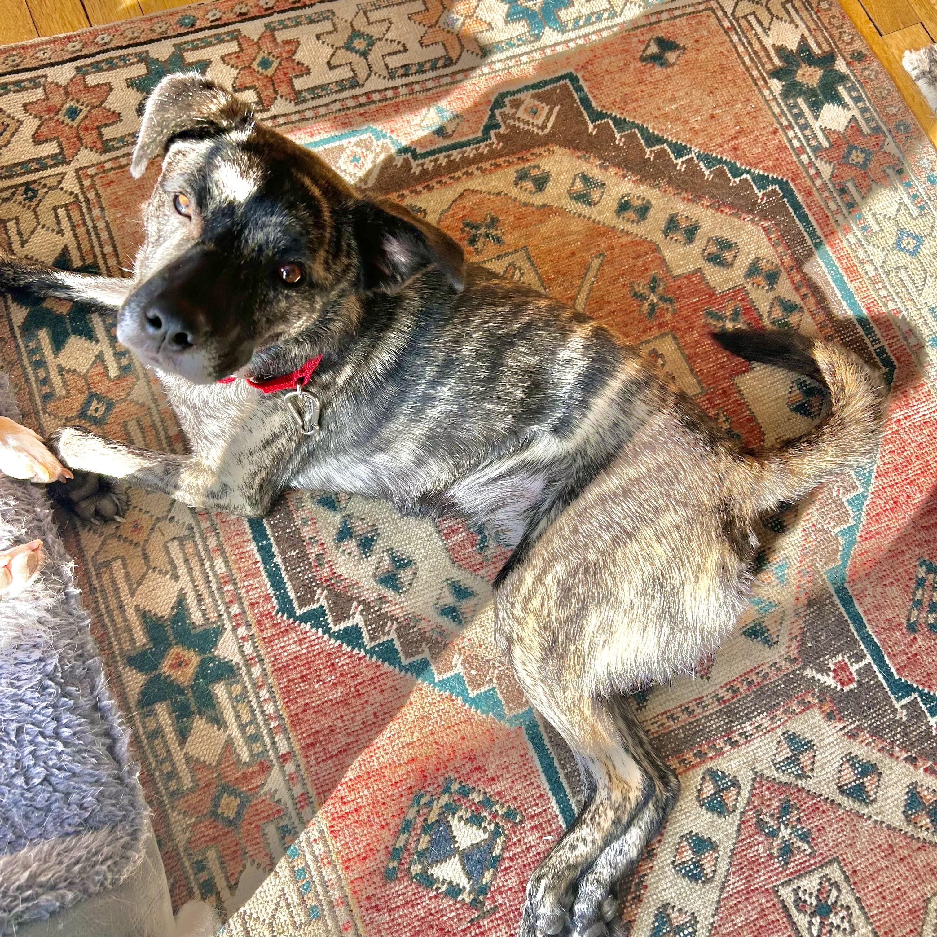 Enlarge Firestarter, a Adoptable mixed breed in Boston, MA image 3/6