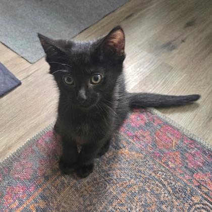 Trixie, Adoptable, Young Female Domestic Short Hair & Domestic Short Hair.