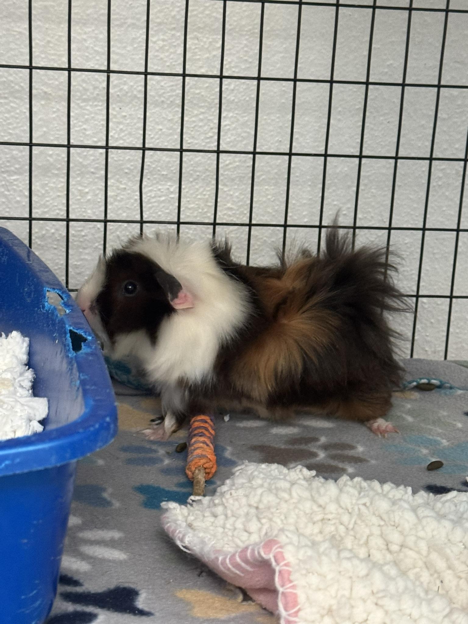 Enlarge Bluey & Bingo, a Adoptable Guinea Pig in Ponchatoula, LA image 2/5