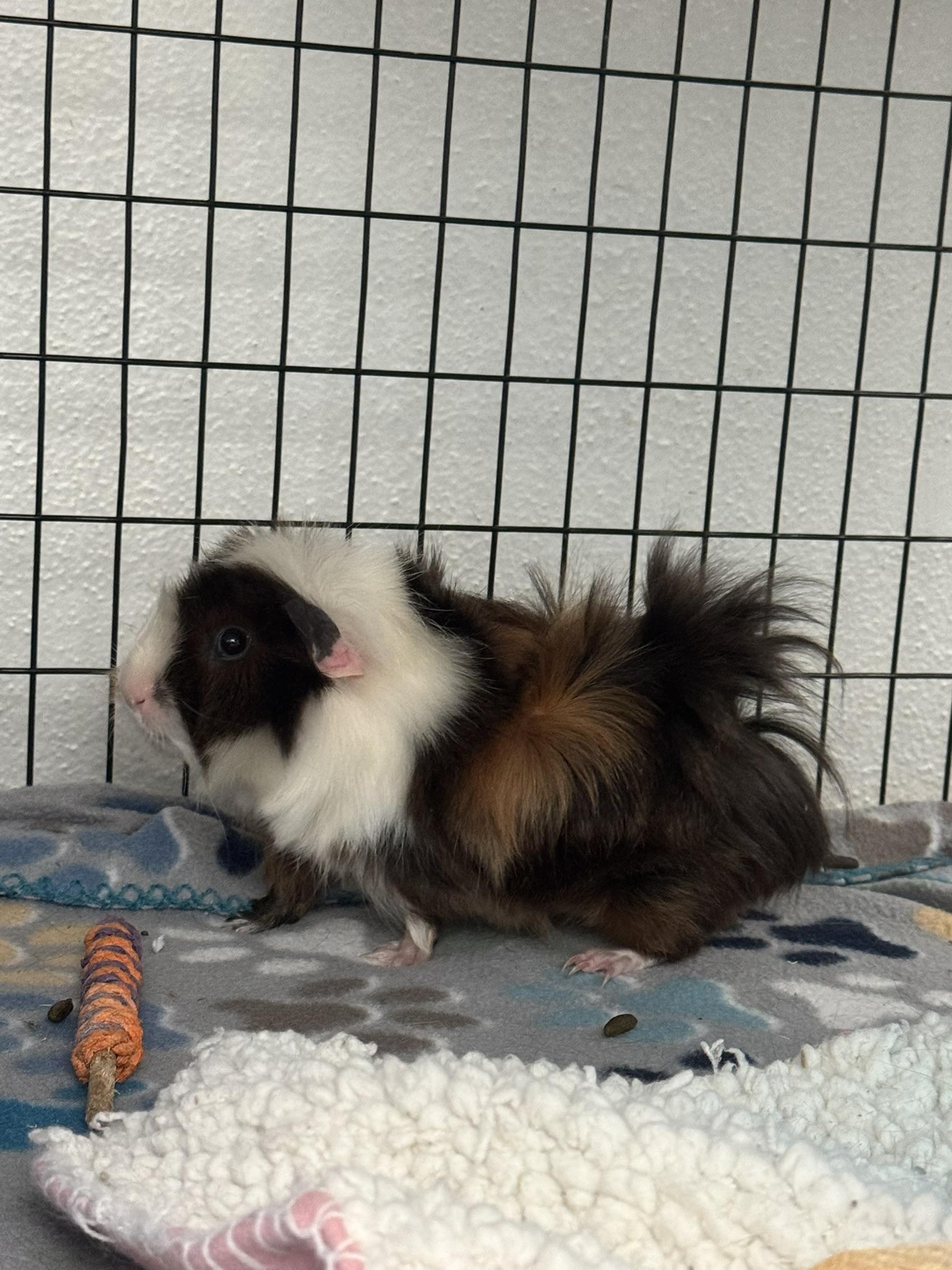Enlarge Bluey & Bingo, a Adoptable Guinea Pig in Ponchatoula, LA image 5/5