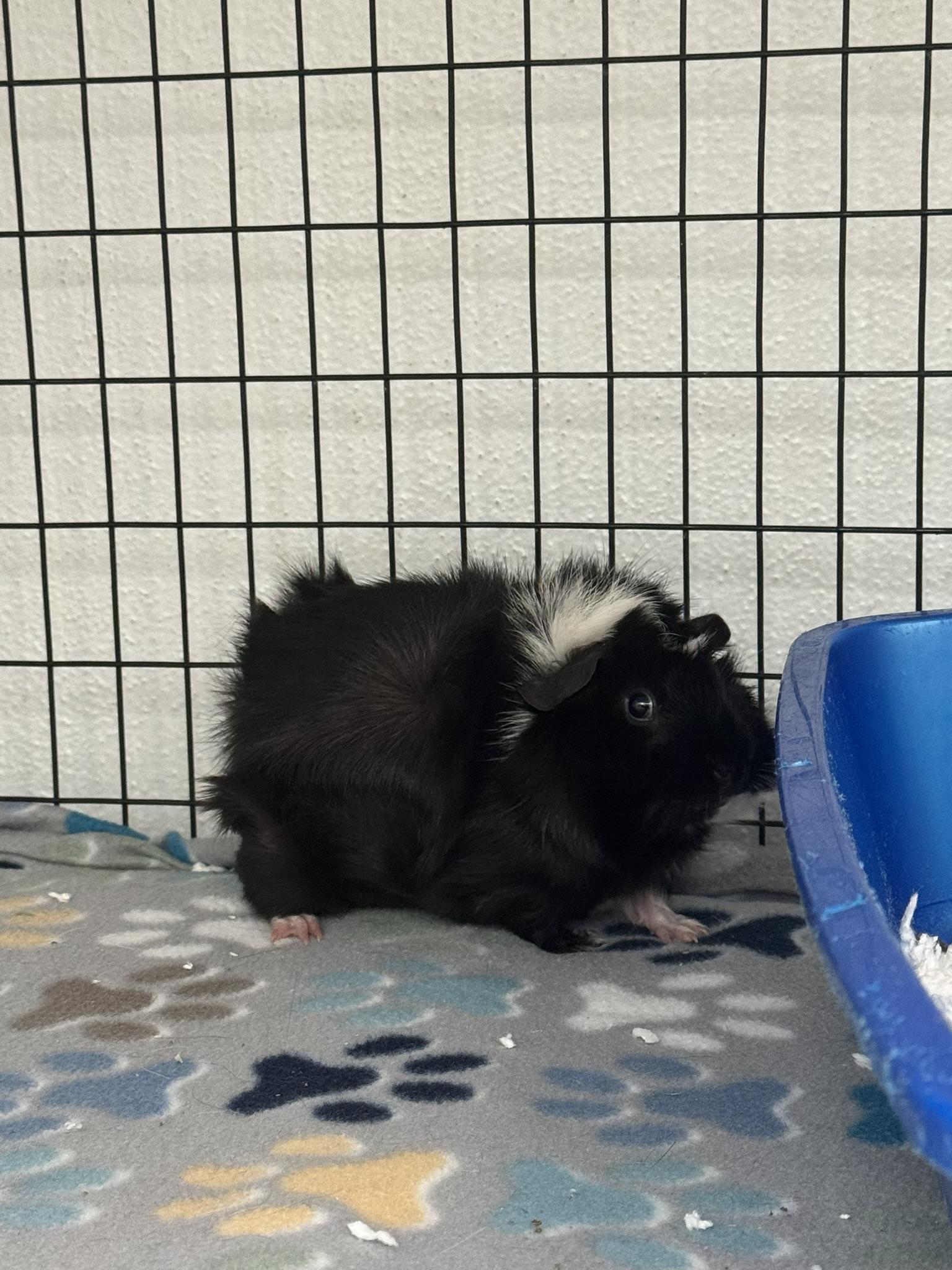 Enlarge Bluey & Bingo, a Adoptable Guinea Pig in Ponchatoula, LA image 3/5