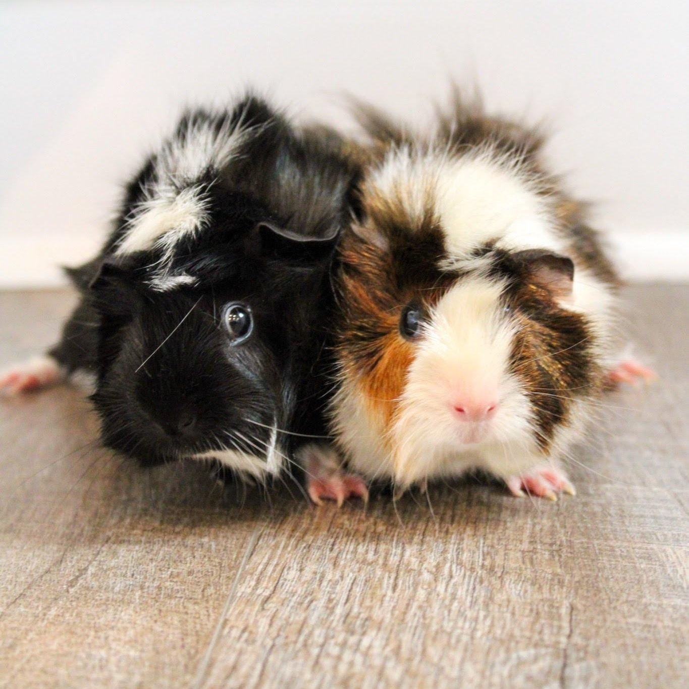 Bluey & Bingo, Adoptable, Adult Male Guinea Pig.
