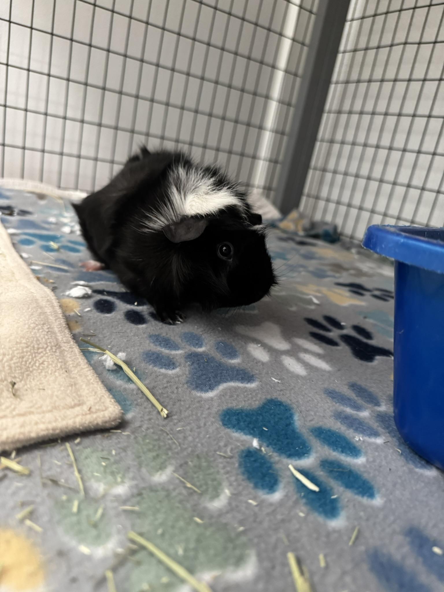 Enlarge Bluey & Bingo, a Adoptable Guinea Pig in Ponchatoula, LA image 4/5
