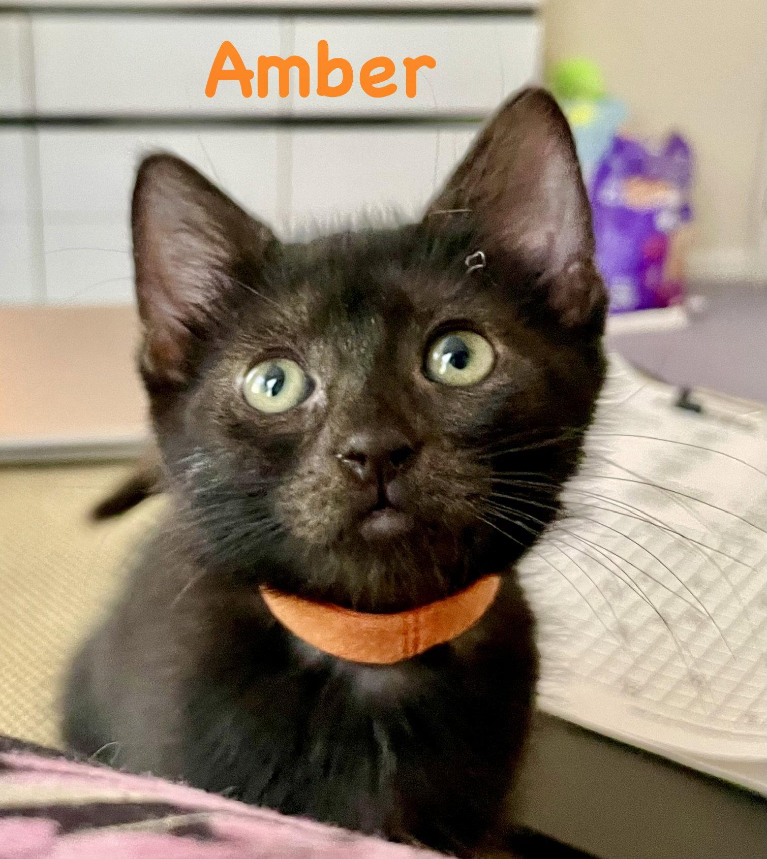 Amber, Adoptable, Kitten Female Domestic Short Hair.